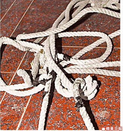 2狗咬绳带发情小猪私奔 半路猪被撞狗守候(图)