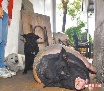 2狗咬绳带发情小猪私奔 半路猪被撞狗守候(图)