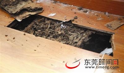 二手样板房遭白蚁侵蚀 业主除蚁多次未果