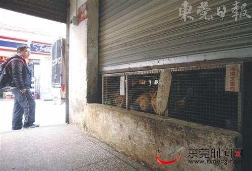 明年元旦和春节前 东莞活禽市场将再休市消毒
