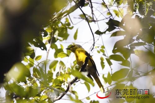 银瓶山自然保护区发现国家重点保护物种22种