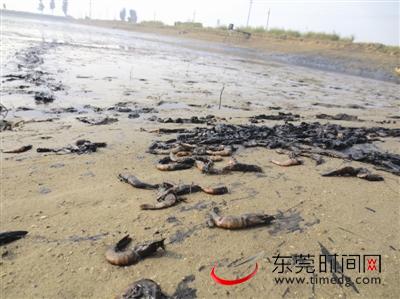 天冷不抗冻 沙田一养殖户2万斤虾死了9成