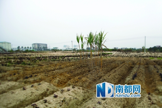 <p> ɳɳԭһ޼ʵĸֻʣ¹㼸ᡣԶʯزִޡ½ڲƽ϶  </p>