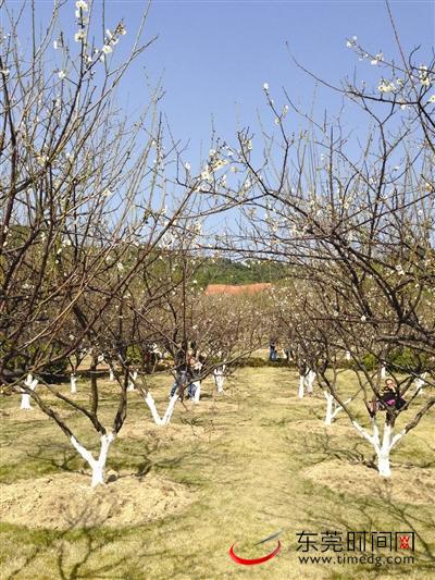 ӶݸһСʱ һ˾Ϳ÷伯