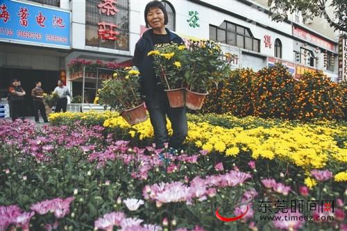 东莞迎春花市后天起迎客