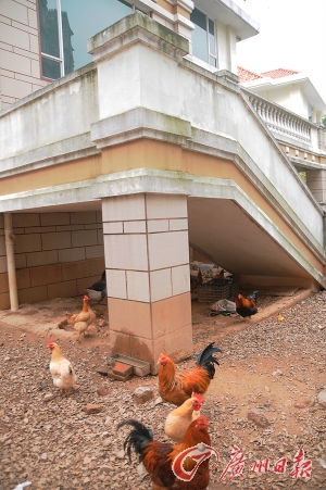千万豪宅养土鸡 城管:市区不能养家禽
