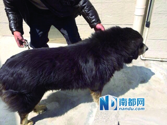 这只流浪藏獒目前关在江海区动物疫病预控中心,警方正在寻找它的主人。图片由江海区经科局动物疫病预防和控制中心提供