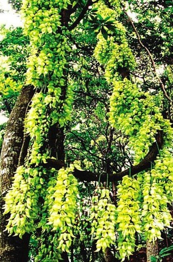 禾雀花 禾雀花