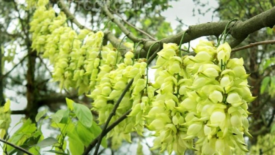禾雀花 禾雀花