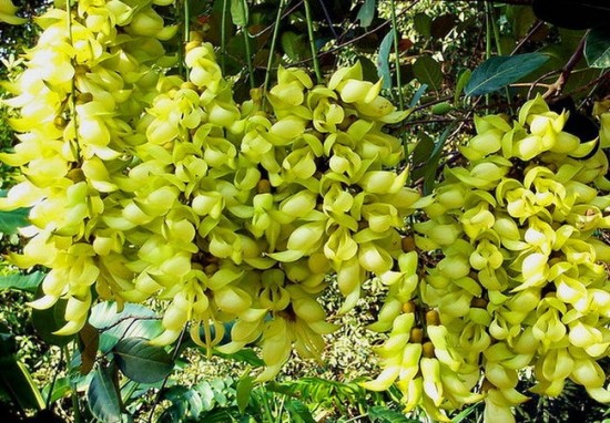 禾雀花 禾雀花