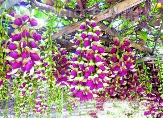 刺桫椤 刺桫椤