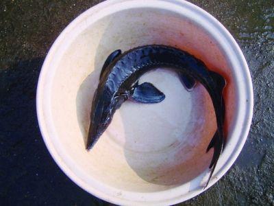 市民钓上1条疑似中华鲟怪鱼 热心人买下放生