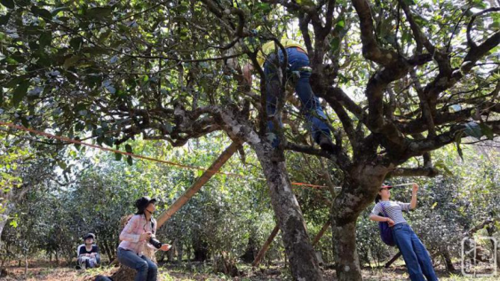 重大事件_|_斗记掌控版纳5000棵单株级古树资源 重大事件_|_斗记掌控版纳5000棵单株级古树资源
