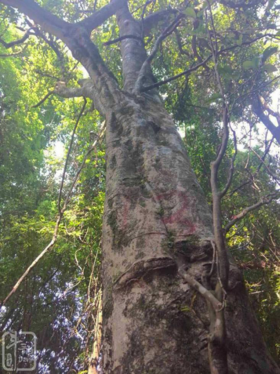 重大事件_|_斗记掌控版纳5000棵单株级古树资源 重大事件_|_斗记掌控版纳5000棵单株级古树资源