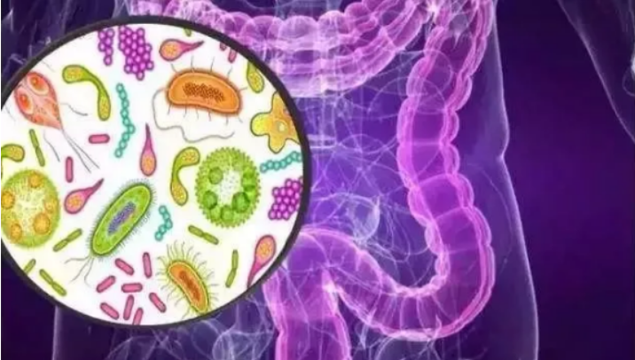 胃肠道细菌 胃肠道细菌