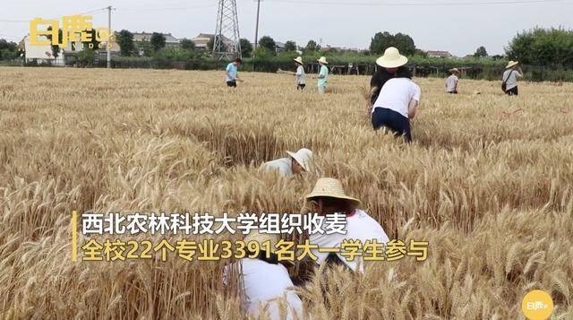 学生收麦子被指作秀 高校回应