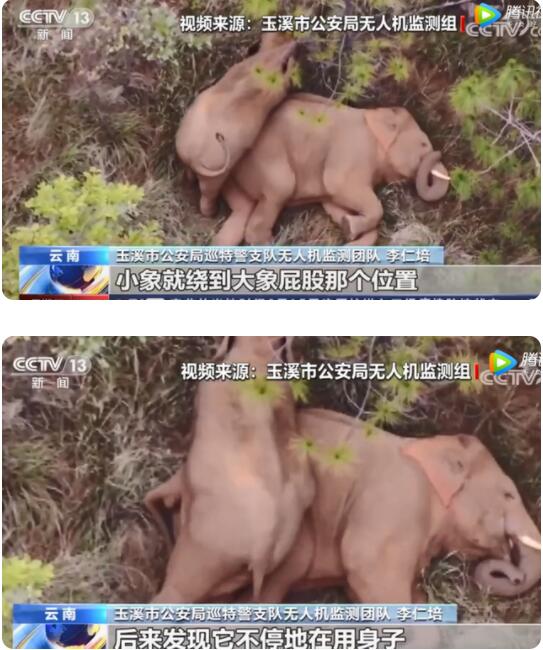 太萌了!小象花式撒娇叫大象起床 不停扭屁股被无人机拍下