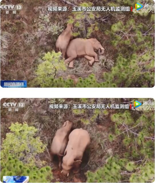 太萌了!小象花式撒娇叫大象起床 不停扭屁股被无人机拍下