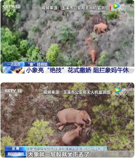 太萌了!小象花式撒娇叫大象起床 不停扭屁股被无人机拍下