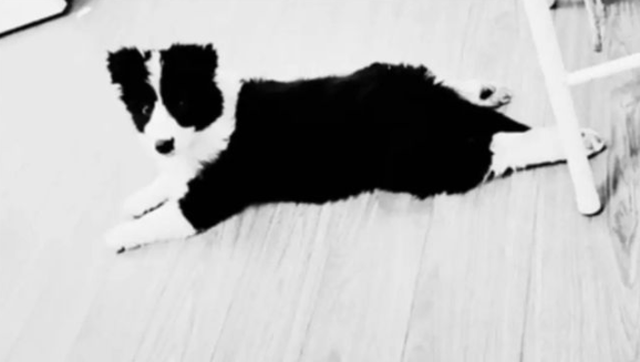 宠物狗吓哭小孩被家长摔死 犬主回应