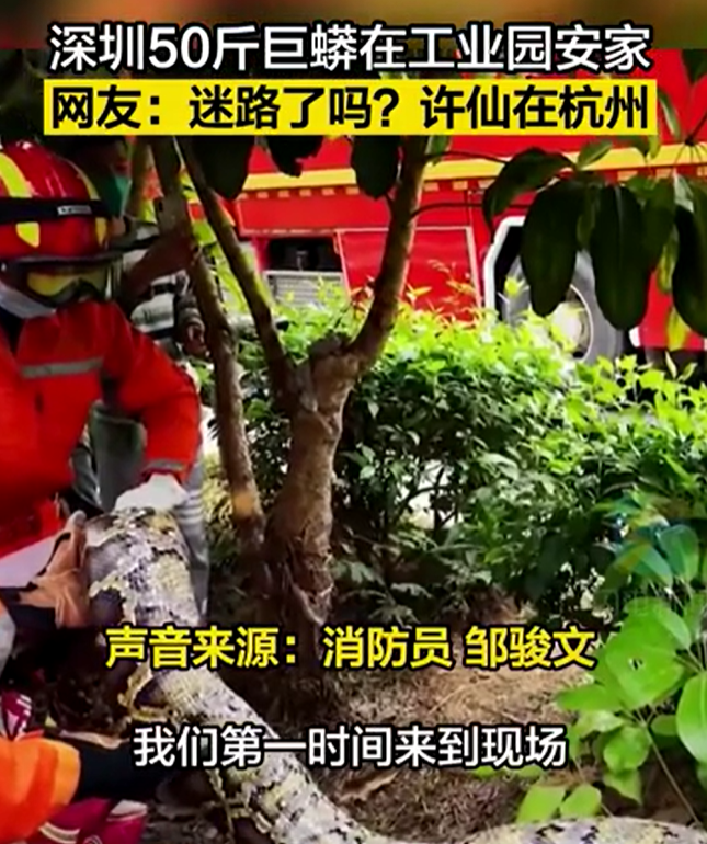 50斤巨蟒在工业园蒸汽管下安家 网友：许仙在杭州