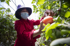 银川市金凤区通过产业融合助力乡村振兴