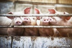 “养猪大户”15个月连亏212亿引发行业热议