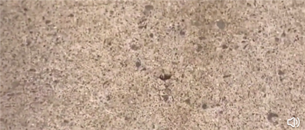 河南有多热?蚂蚁落地3秒暴毙