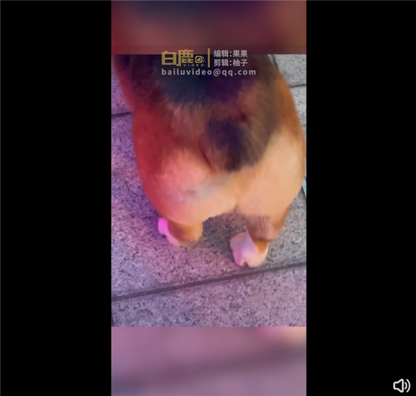 狗子陪主人排队做核酸抖成电动臀 因紧张吓到腿抖：画面让人忍俊不禁