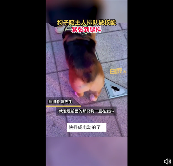 狗子陪主人排队做核酸抖成电动臀 因紧张吓到腿抖：画面让人忍俊不禁