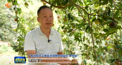 樟木头林场8000余亩红花油茶果长势正旺