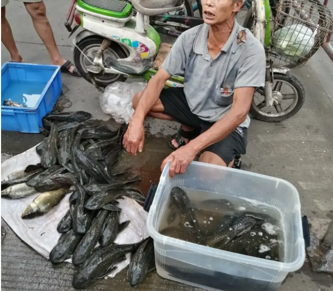 广西一水库被放生有害鱼种清道夫