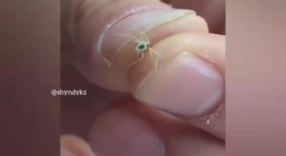 俄罗斯发现编号38的蚊子？调查结果让人哭笑不得