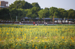 东莞努力打造高度城镇化地区乡村振兴样板