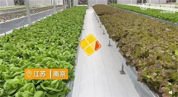 女子建植物工厂让菠菜一年长22茬