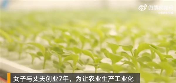 女子建植物工厂让菠菜一年长22茬