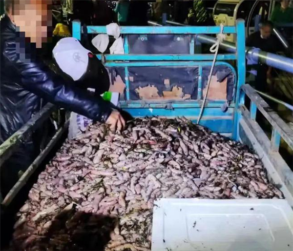 烟台海肠爆发 有人一晚捞上千斤 专家：大风吹上岸