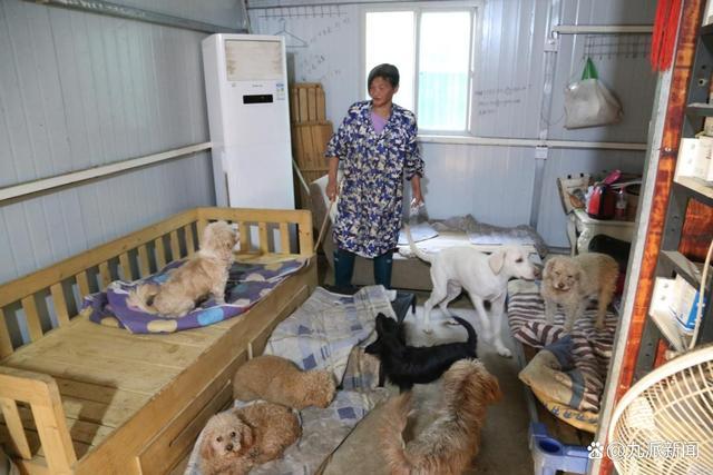 老人救狗20年 欠60万卖房住亲戚家 称和狗子生活我更快乐