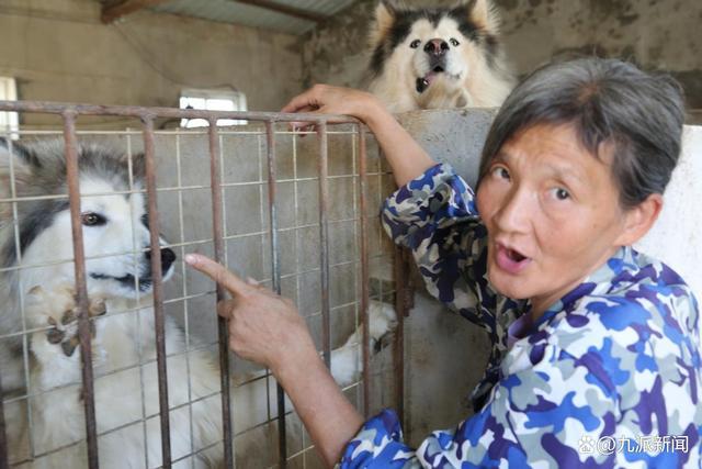 老人救狗20年 欠60万卖房住亲戚家 称和狗子生活我更快乐