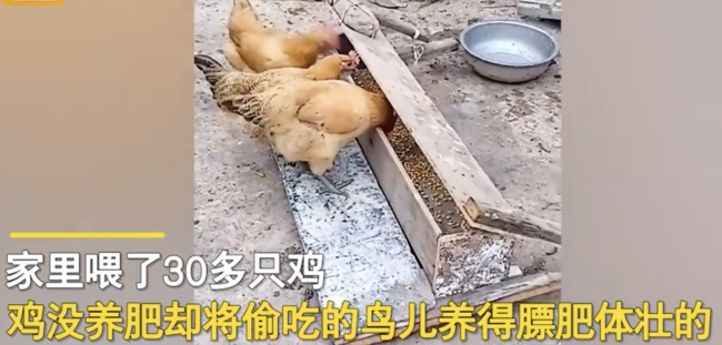 男子发明喂鸡神器 网友：费鸡头