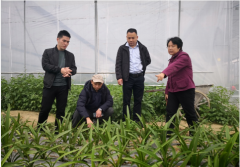 东莞“花王”走进惠州为乡村振兴植入产业“造血”基因