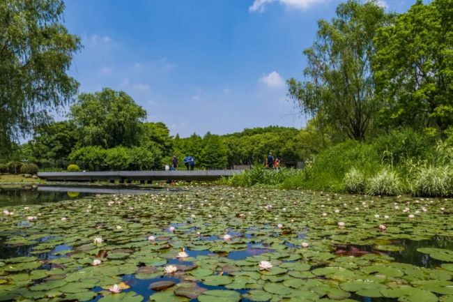 南京双色睡莲绽放配色绚丽如画：一半金黄、一半玫红