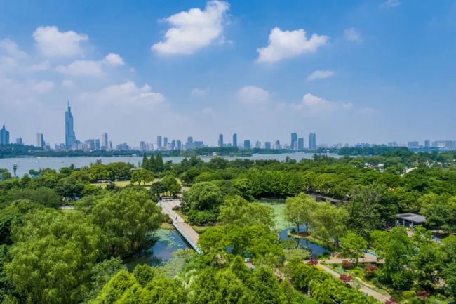 南京双色睡莲绽放配色绚丽如画：一半金黄、一半玫红