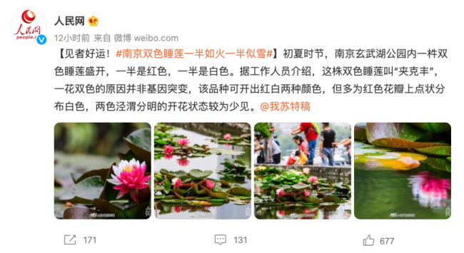南京双色睡莲绽放配色绚丽如画：一半金黄、一半玫红