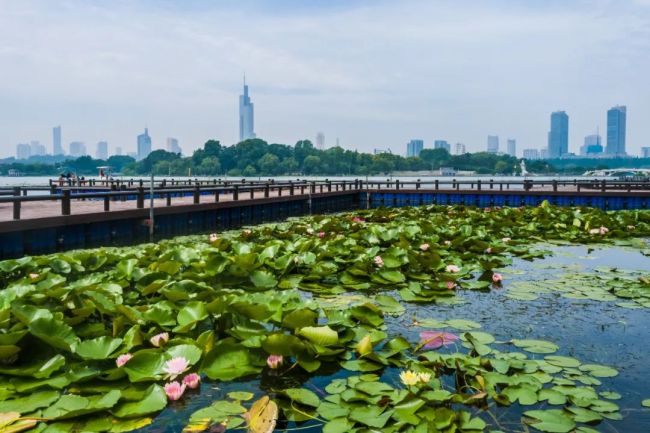 南京双色睡莲绽放配色绚丽如画：一半金黄、一半玫红