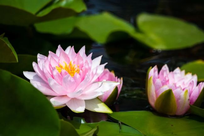 南京双色睡莲绽放配色绚丽如画：一半金黄、一半玫红