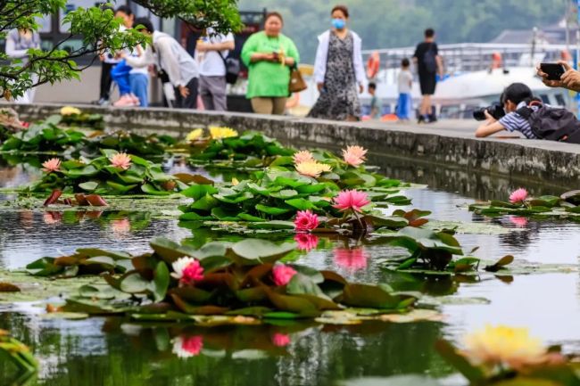 南京双色睡莲绽放配色绚丽如画：一半金黄、一半玫红