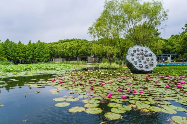 南京双色睡莲绽放配色绚丽如画：一半金黄、一半玫红