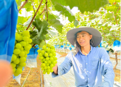 东莞冬季葡萄丰收