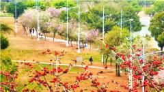 到公园赏花踏青欣赏沙田美丽春光